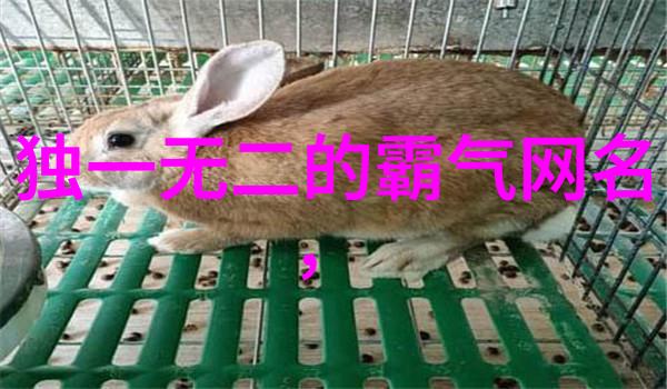 女2023独特霸气网名我的霸气网名如何让自己在网络世界中脱颖而出