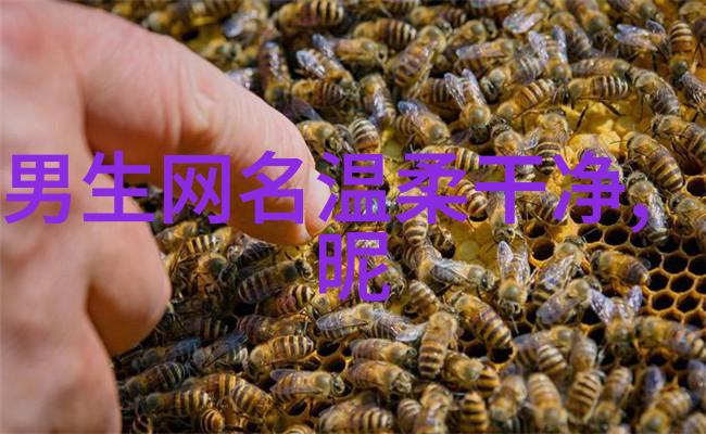 100个精美的英文网名独特个性之选