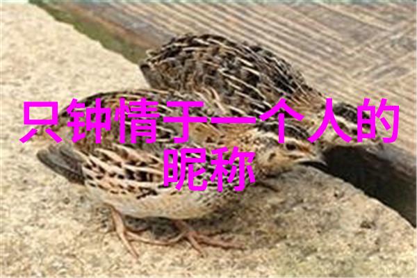 编织梦想简单唯美网名的艺术探索