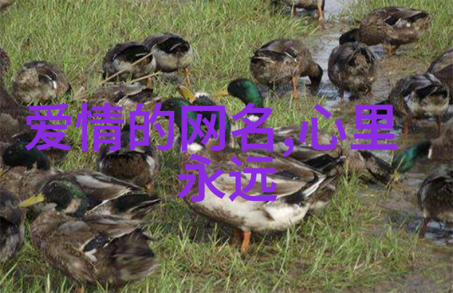 优雅之花探讨女性气质高雅的网名之