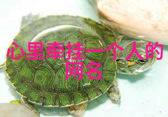 黒涩兲箜