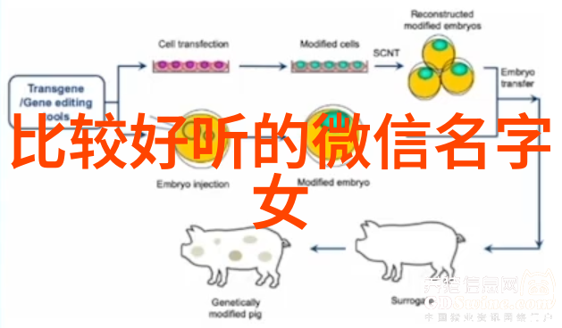 适合幼儿园老师的英文名字幼儿园教师英文创意